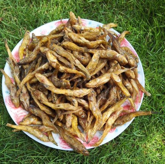 河里这种小鱼不足三寸长很少有人能吃过但是味道贼鲜
