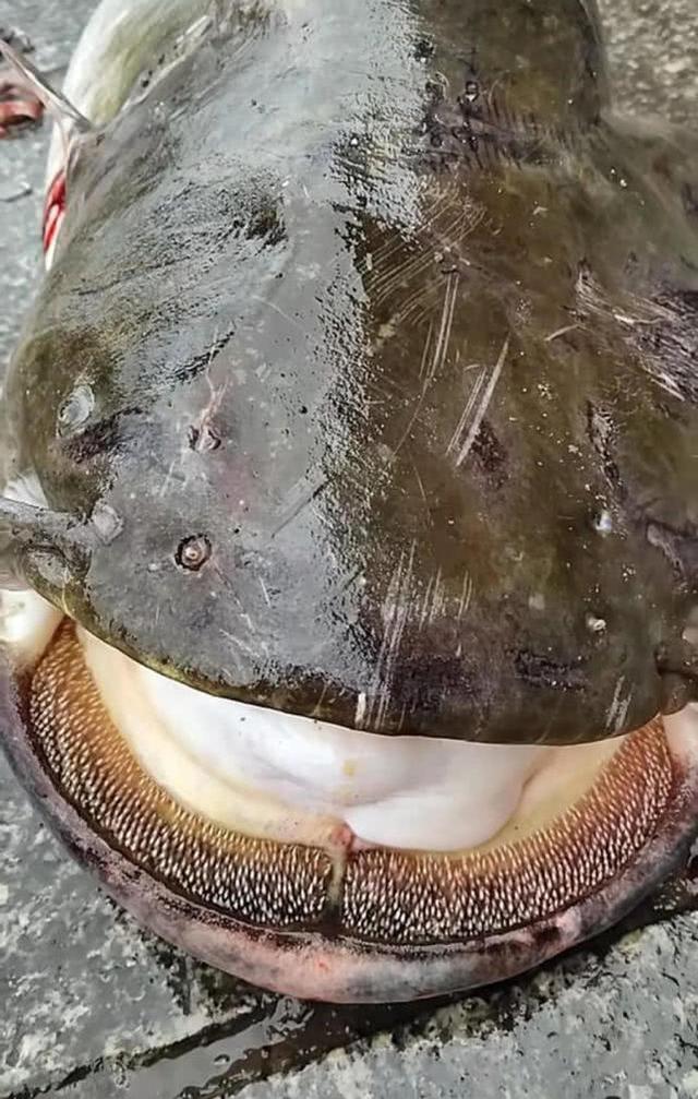 黑龙江凶猛的大型肉食鱼怀头鲶,用路亚钓法擒上岸|鲶