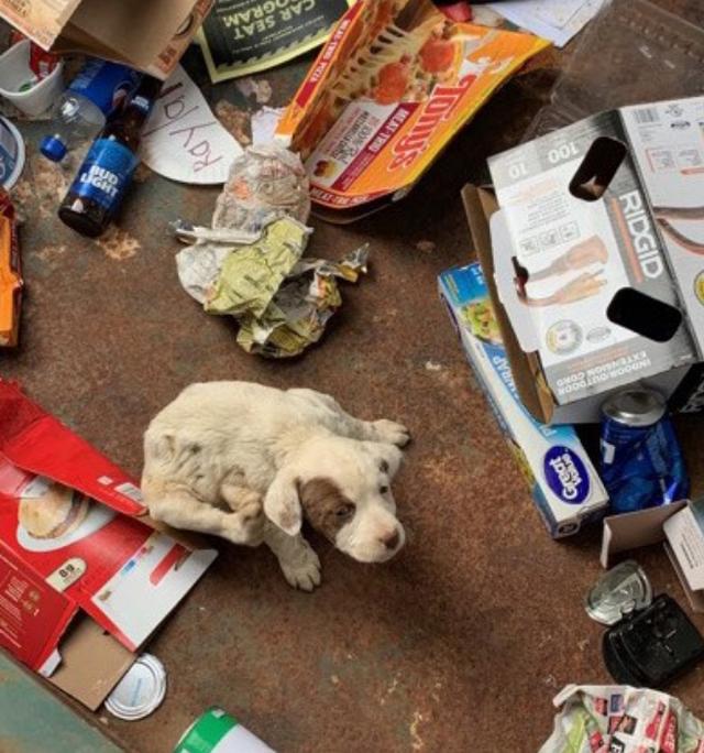 小狗被丢弃在垃圾桶里身上伤口多处化脓伤口的来源让人寒心