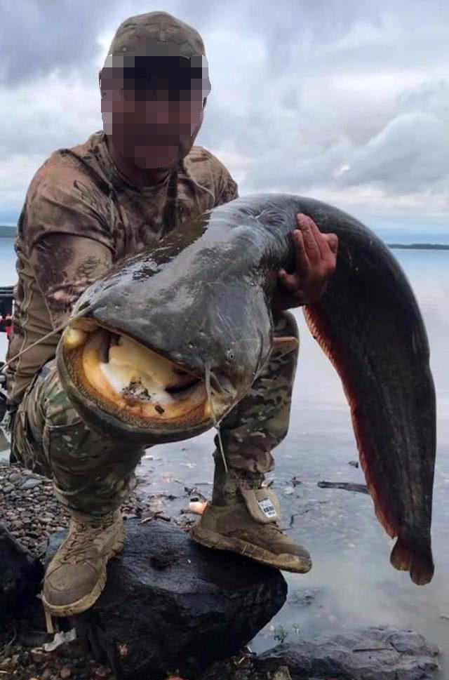 黑龙江凶猛的大型肉食鱼怀头鲶,用路亚钓法擒上岸