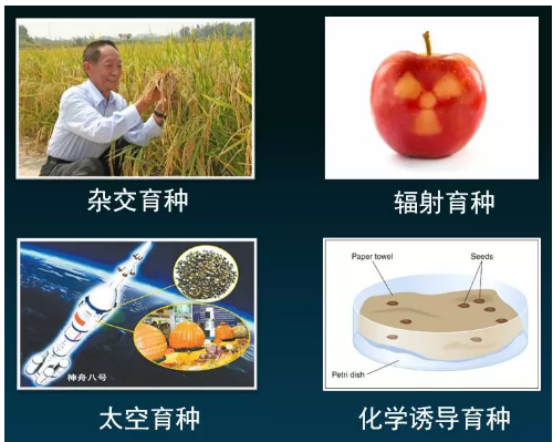 转基因食品:天使还是魔鬼?