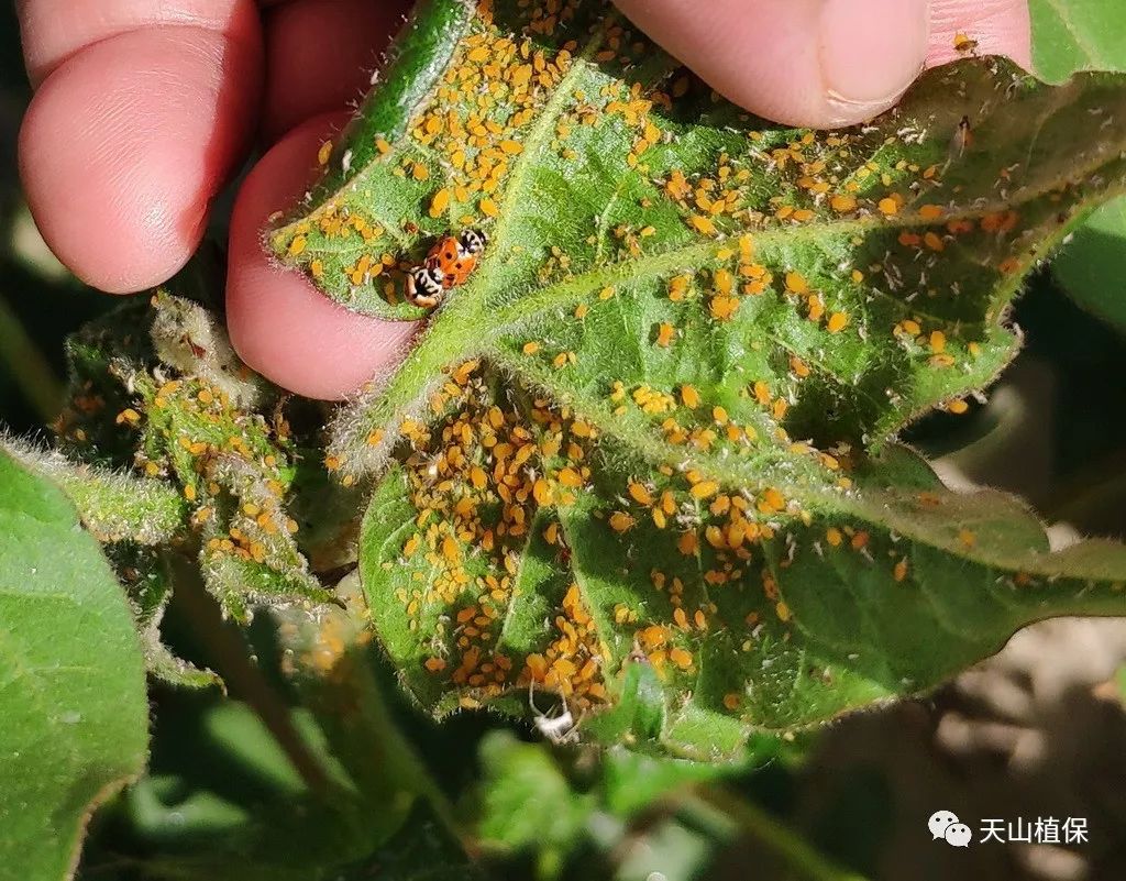 7月下旬棉花病虫害发生与防治建议|叶螨|棉蚜|病虫害_新浪新闻