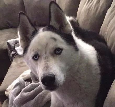 地中海哈士奇的成长历程,这颜值.可以说一言难尽了!