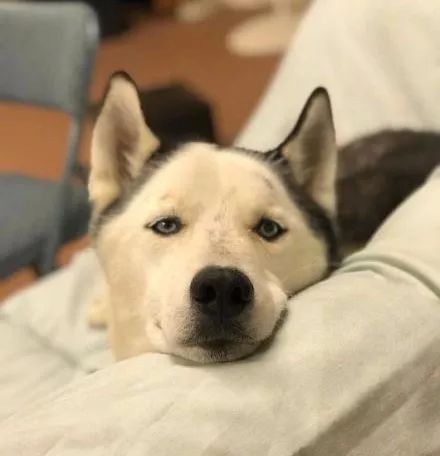 地中海哈士奇的成长历程,这颜值.可以说一言难尽了!