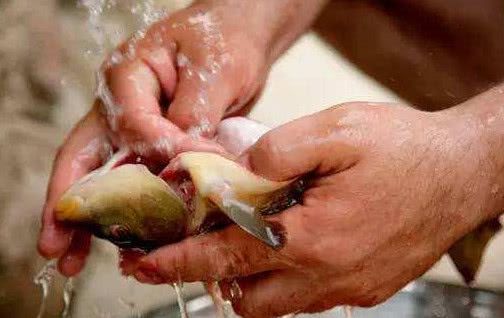 大厨经验告诉你:鱼身上一部位有剧毒,喜欢吃鱼的人别再随意了