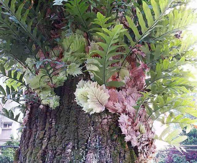 这种野草很珍贵喜欢附大树上生长现在很少见人称槲蕨