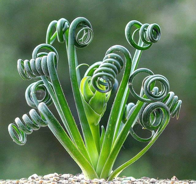 弹簧草也是多肉茎叶弯曲极具个性家里摆一盆富有乐趣