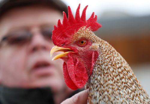 法国公鸡因打鸣被告上法庭68万网友联名为其请愿