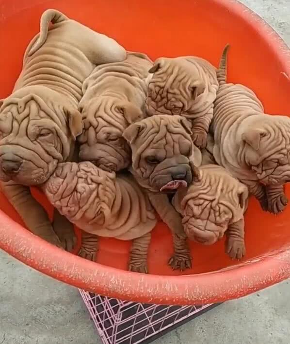 一窝沙皮犬等待被卖,长得一模一样,太丑导致无人问津|狗狗|可爱|沙皮