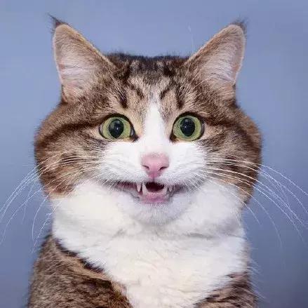 最励志的猫：童年遭虐待致残，却乐观开朗活成了行走的表情包|铲屎官_