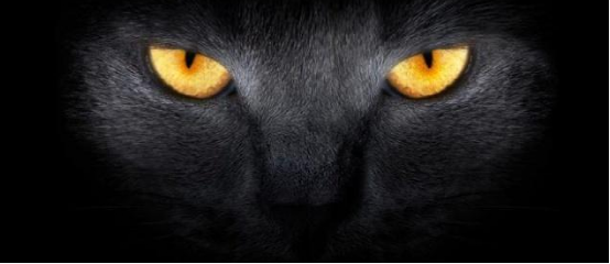 猫的眼睛在夜晚会发光,它真的能看到人类看不到的东西?