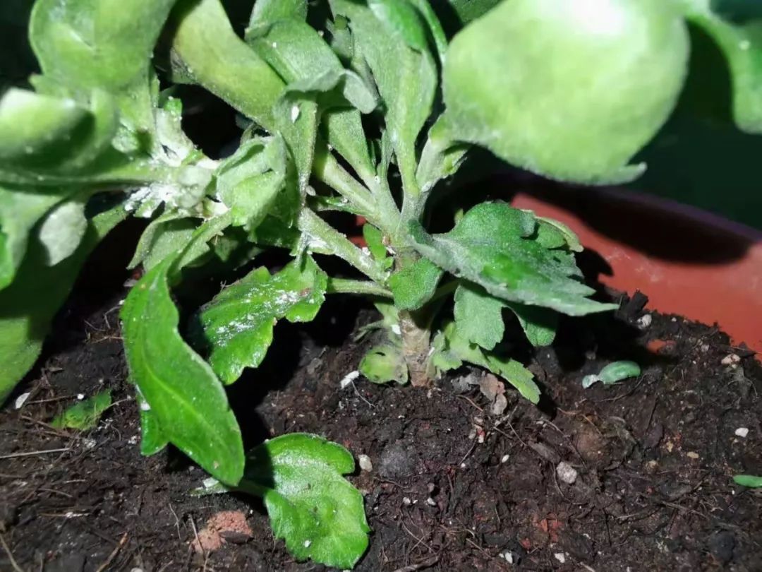 家里的盆栽菊花感染严重的粉蚧虫嫩茎和老枝都爬满了虫咋办