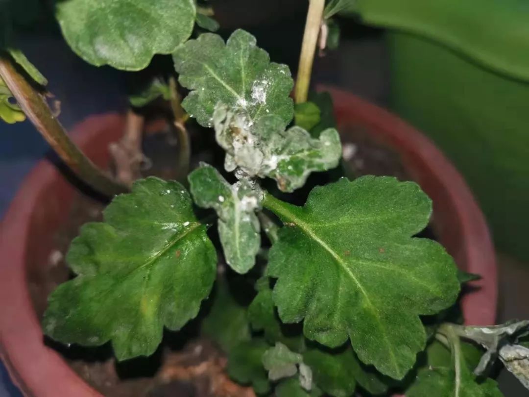 家里的盆栽菊花感染严重的粉蚧虫嫩茎和老枝都爬满了虫咋办