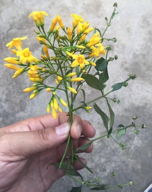 断肠草(断肠草有毒吗)