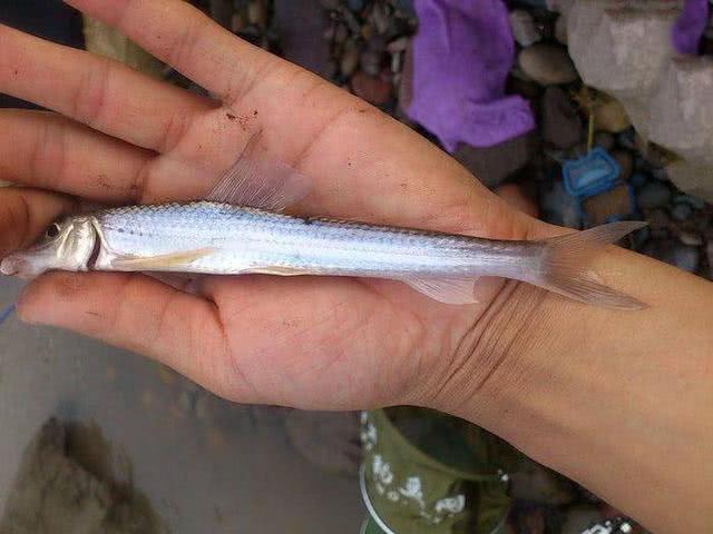 头大尾小,体呈方形长锥体,船丁鱼的体形如古代造船使用的一种钉子