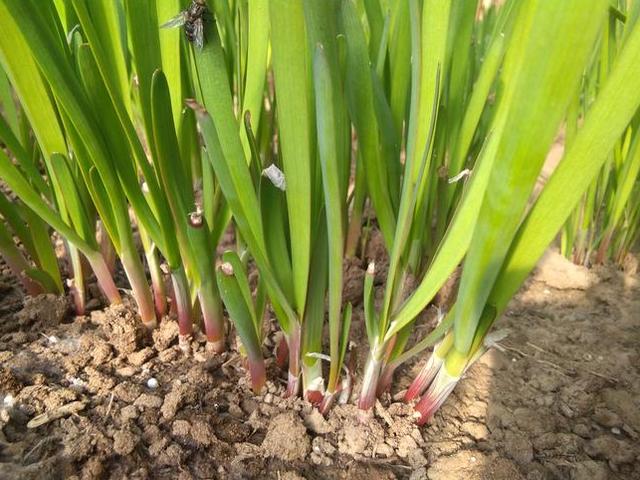 阳台种盆"韭菜苗",土里加点肥,味道鲜美,割了一茬又一茬