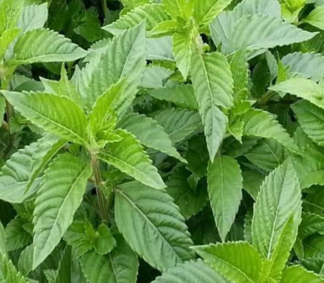 它是药食两用的植物