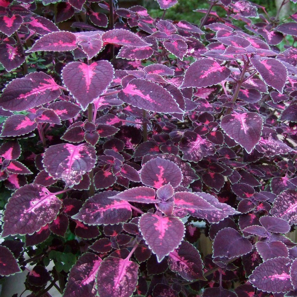 五颜六色的锦紫苏,彩叶植物里特艳丽的盆栽,养窗台上还能开花