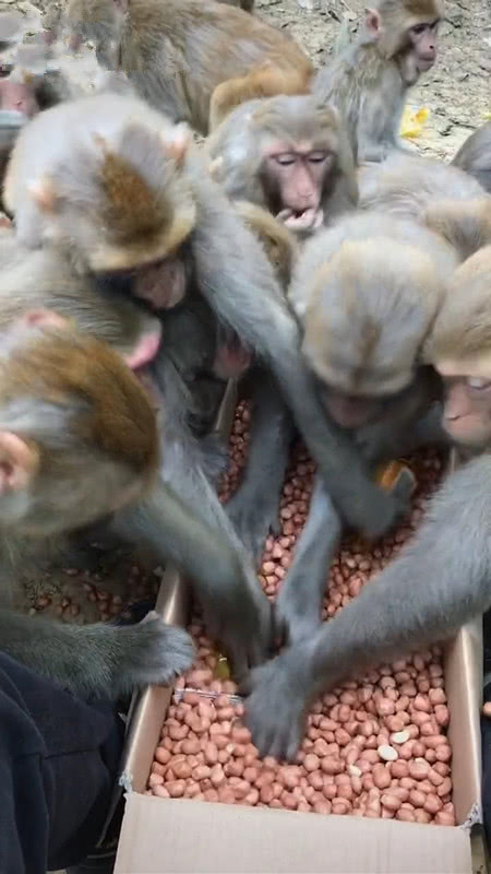 男子围观猴子抢食,事后得出结论:得亏进化早,不然就跟猴子一样