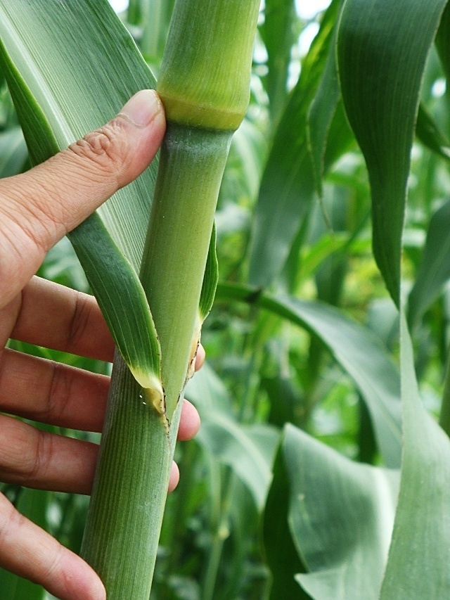 还记得小时候咀嚼过玉米甜杆吗