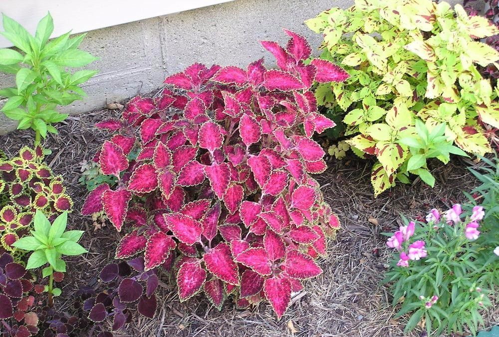 五颜六色的锦紫苏,彩叶植物里特艳丽的盆栽,养窗台上还能开花