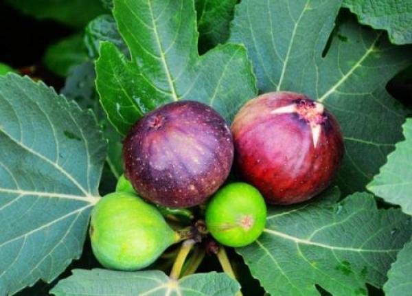 这果子7月成熟人称生命之果钙含量高出苹果20倍别错过