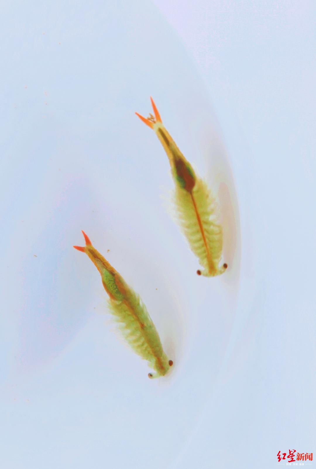 "仙女虾"再现成都 专家:应是大气和水质改善的结果