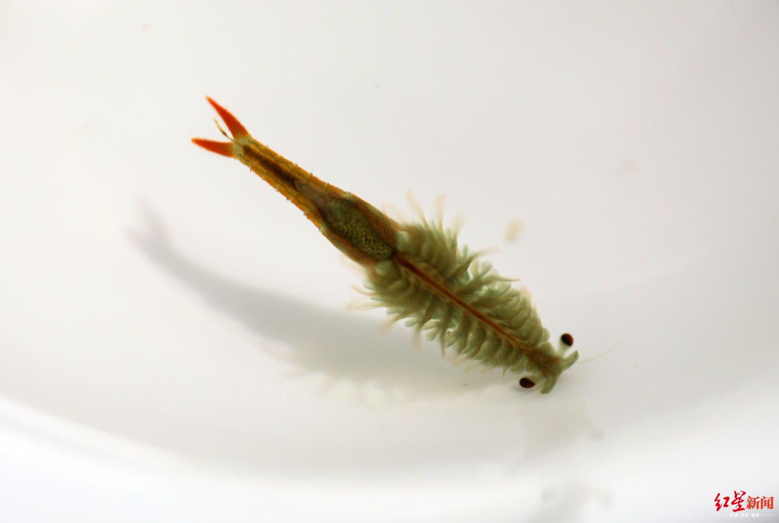 "仙女虾"再现成都 专家:应是大气和水质改善的结果