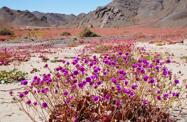 开出漫山遍野的紫色花海,游客:真神奇|智利|沙漠|花海_新浪新闻