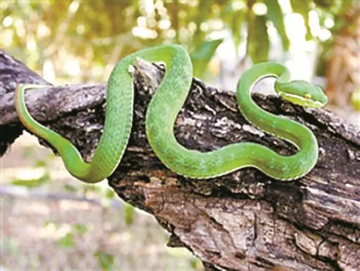 市中医院一个月收了100多例被咬伤的患者