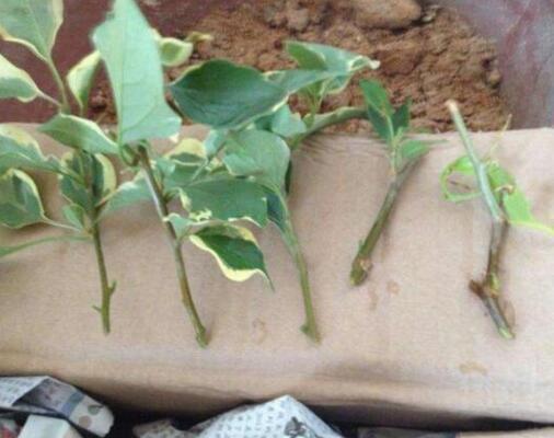 植物扦插很难吗？教你正确扦插小技巧，好上手夏季成活率高|植物|枝条|成活率_新浪新闻