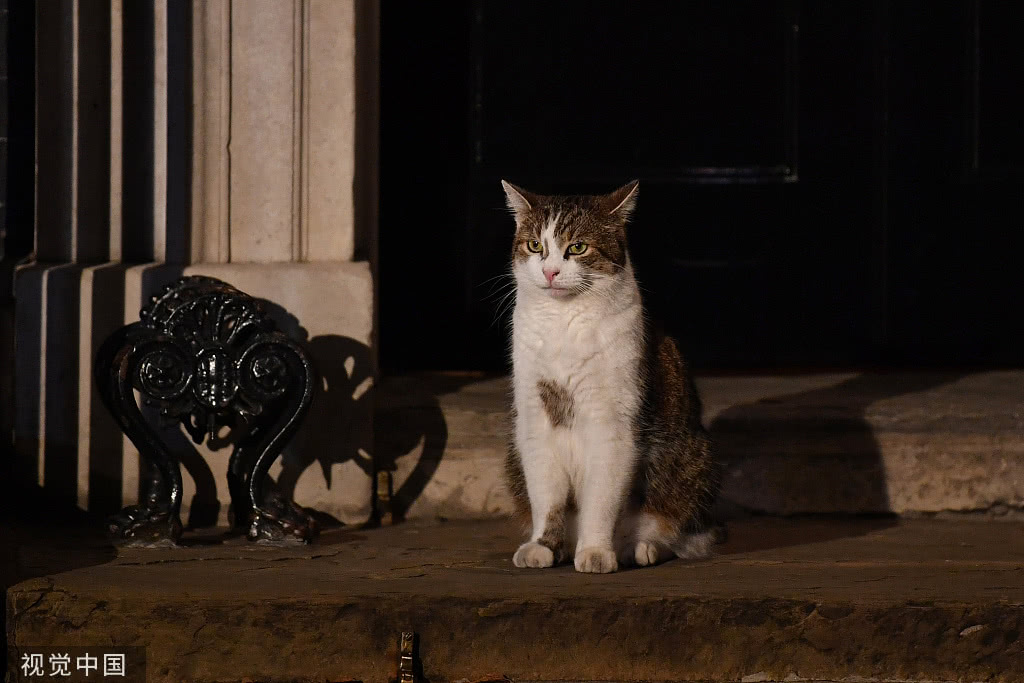 首相府易主英国第一猫larry继续留任