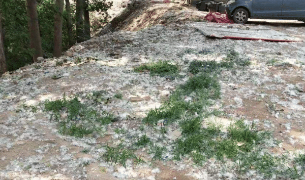 农村杨絮泛滥以前农村杨树也多为啥却没杨絮成灾的问题