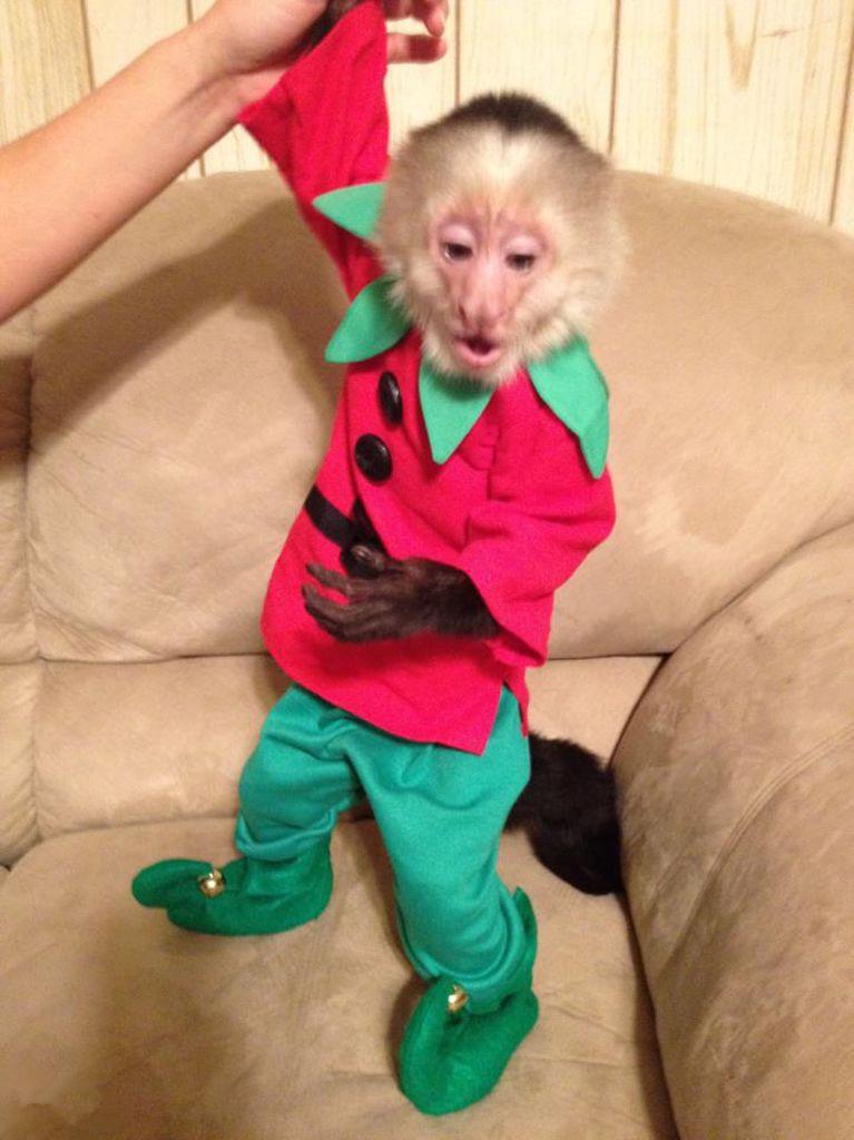 而设计者朱莉表示:"我虽然不主张人们给猴子穿上各式服装,但这些衣服