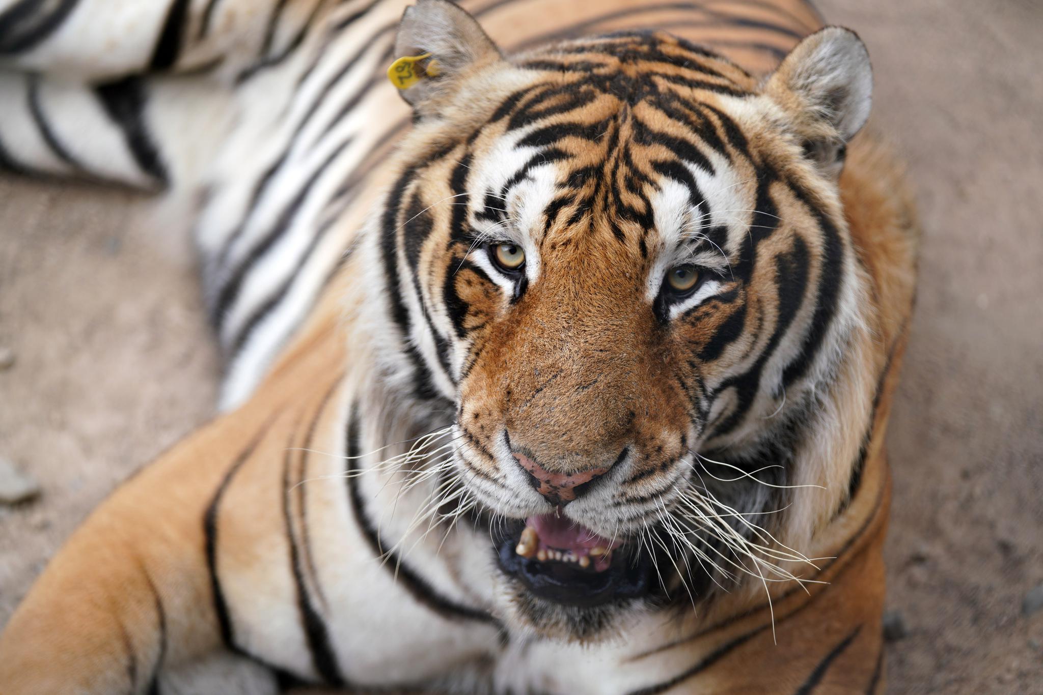 世界最大东北虎人工饲养繁育基地今年上半年新增80余只"虎娃"