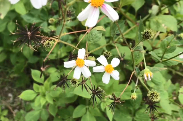 这种被称为"鬼针草"的野草,农民非常讨厌它,不知浑身都是宝