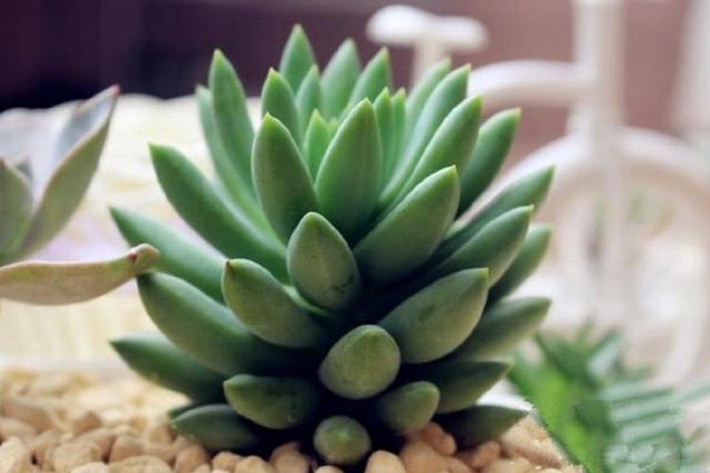 这么养千佛手多肉叶片肥嫩样子呆萌