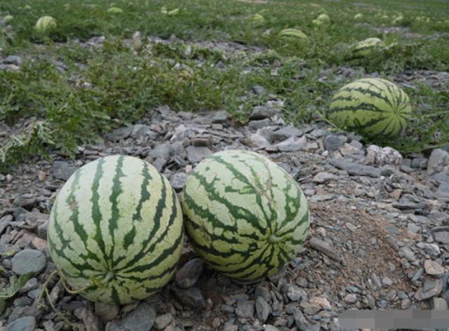 这种从石头缝里蹦出来的西瓜,很多人都不认识,真的长见识了