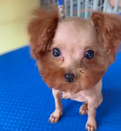 小泰迪秃头了,一瞧就是个糟老头子,造型让人议论纷纷