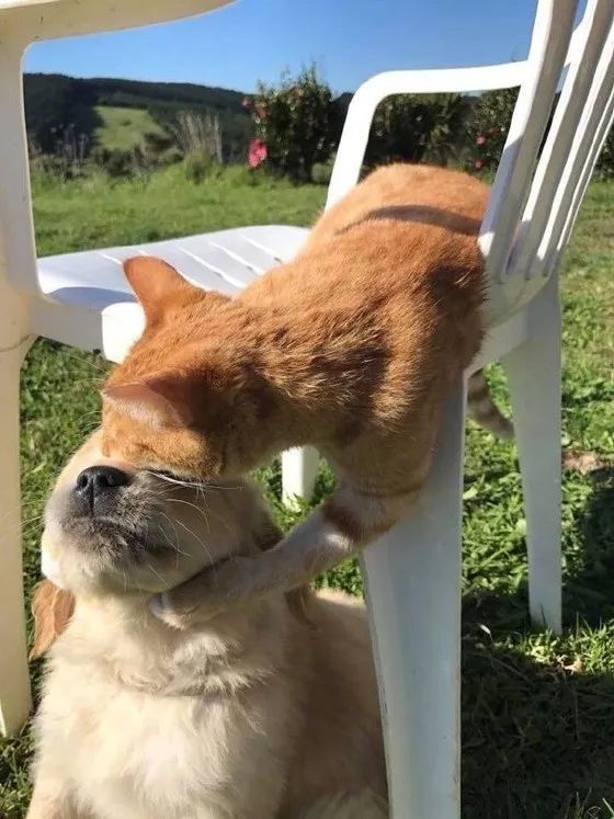 金毛咬了猫一口,结果猫毫不犹豫的还击了,狗子还是太嫩!