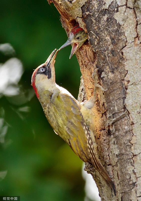 英国一对啄木鸟凿树洞当育儿室 轮流捉虫喂崽|啄木鸟_新浪新闻