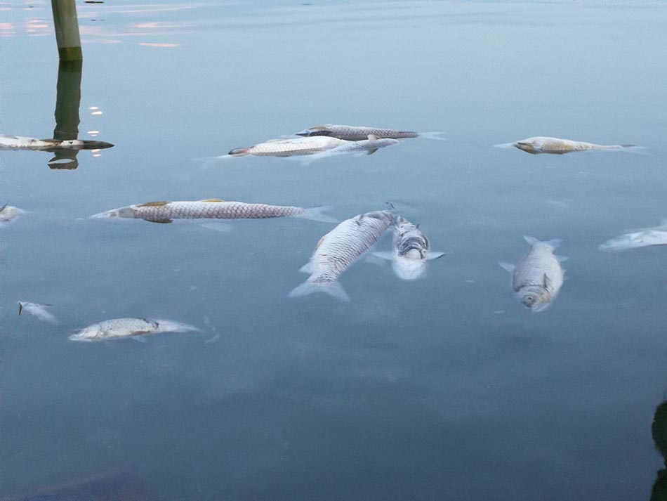江西鄱阳珠湖非法围湖养鱼污染水源当地回应肯定要清掉