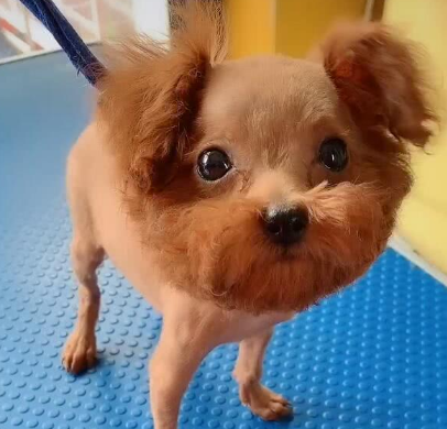小泰迪秃头了,一瞧就是个糟老头子,造型让人议论纷纷