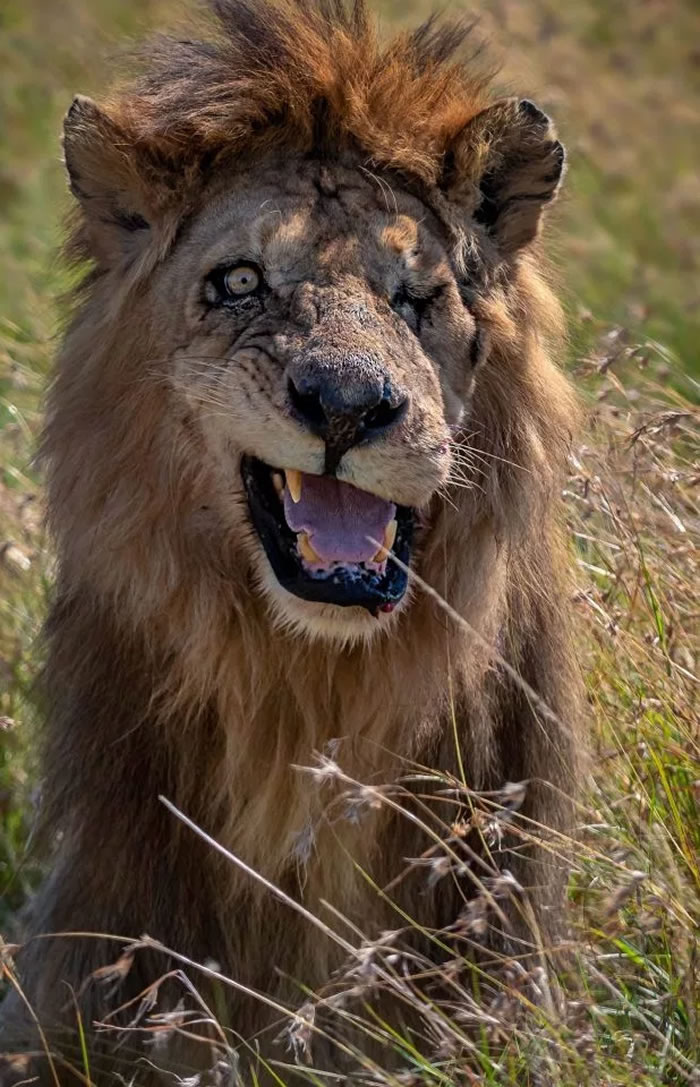 肯尼亚发现独眼狮子 外形很像《狮子王》里的反派角色"刀疤"