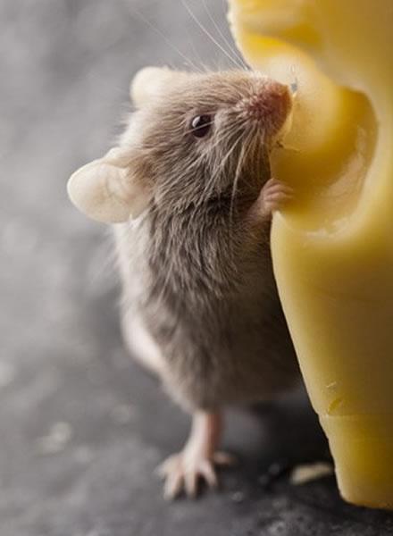 生物学家发现,老鼠会唱"情歌"求偶