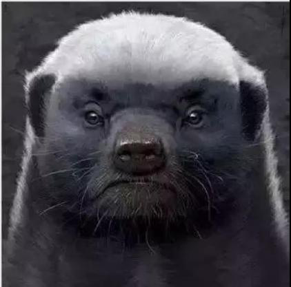 阿里巴巴旗下的半导体公司为什么会取名平头哥