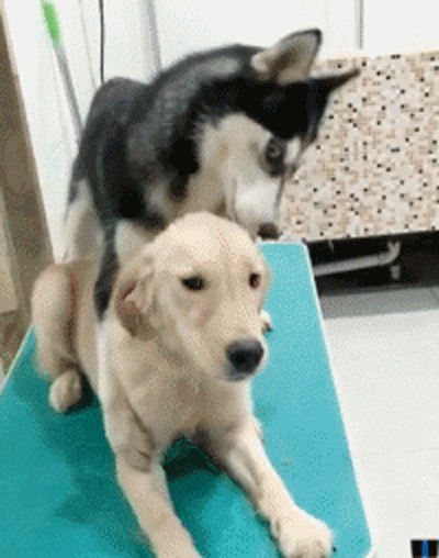 同伴|狗头|家伙_新浪新闻