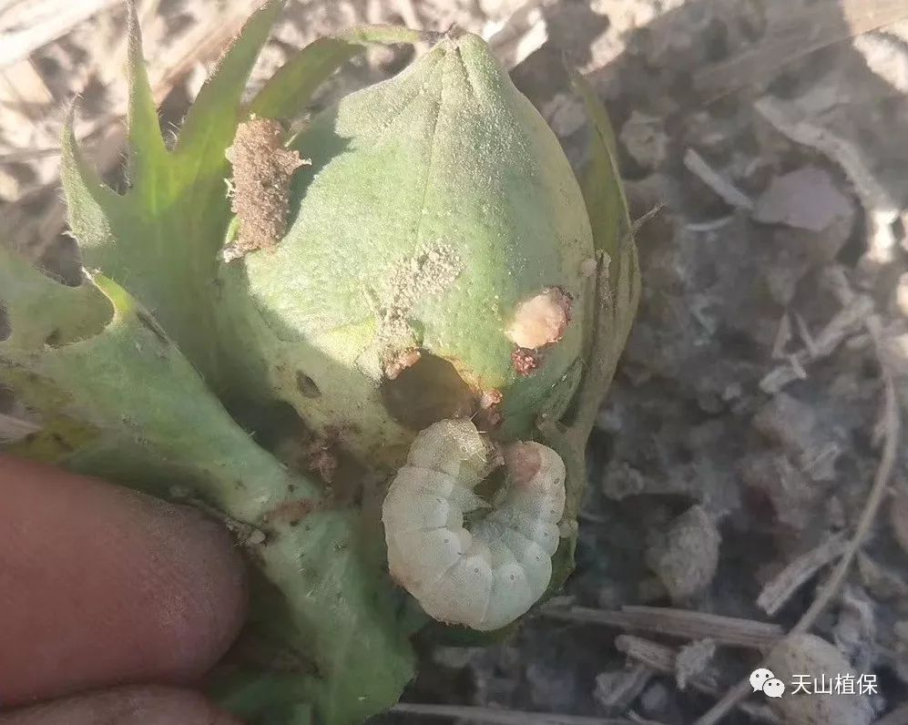 棉花花铃期病虫发生动态及综防建议