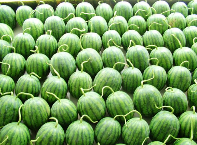 国人吃了全世界七成的西瓜,现在才明白,老外为什么不吃?