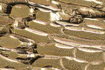 慎入把草莓放在显微镜下看了看然后胃里开始翻江倒海